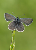 Small Blue Cupido minimus