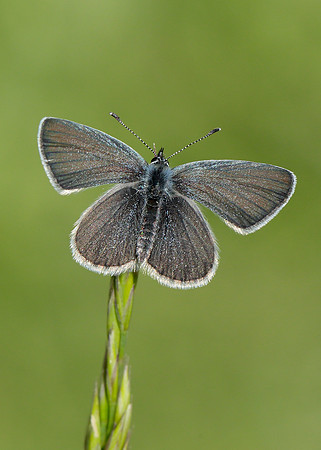 Small Blue Cupido minimus