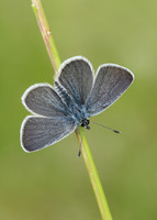 Small Blue Cupido minimus
