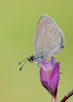 Small Blue Cupido minimus