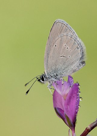 Small Blue Cupido minimus