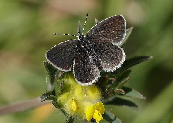 Small Blue Cupido minimus