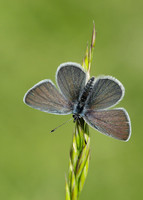 Small Blue Cupido minimus