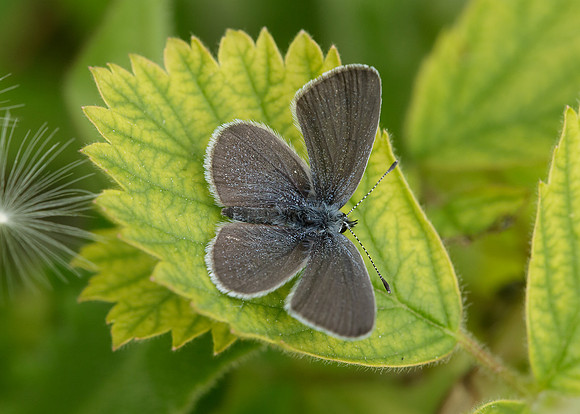 Small Blue Cupido minimus