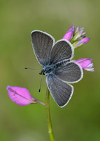 Small Blue Cupido minimus