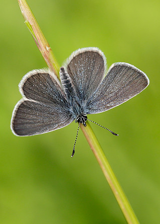 Small Blue Cupido minimus