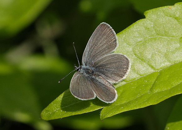 Small Blue Cupido minimus