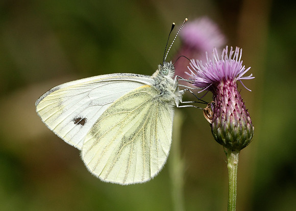 Green-veined White Pieris napi