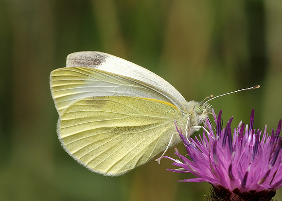 Small White Pieris rapae