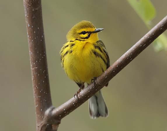Prairie Warbler Setophaga discolor