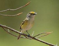 White-eyed Vireo Vireo griseus