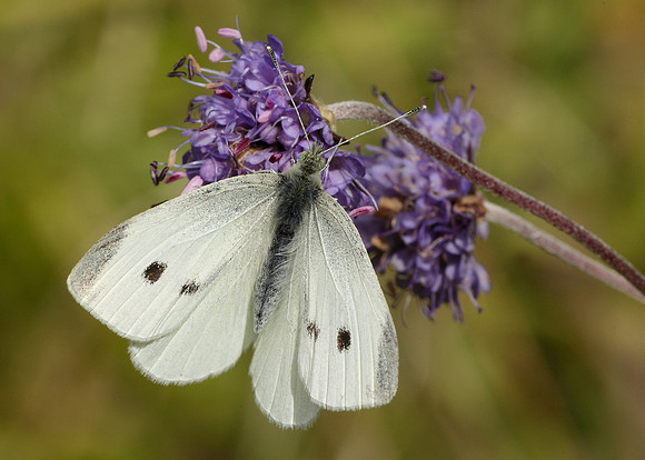Small White Pieris rapae