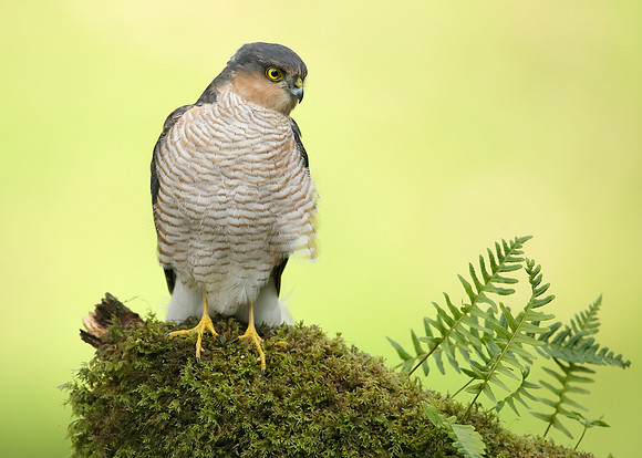 Sparrowhawk Accipiter nisus