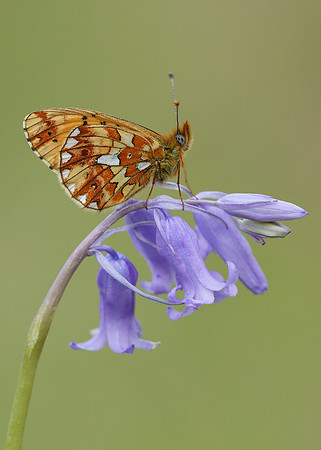 Pearl-Bordered Fritillary Boloria euphrosyne