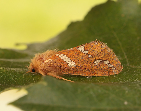 3.004 BF16 Gold Swift Phymatopus hecta