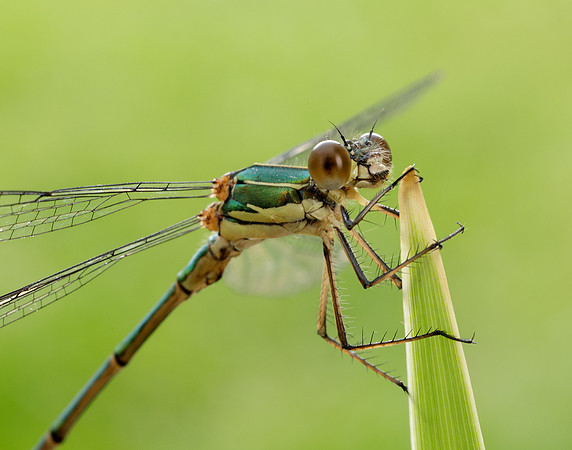 Willow Emerald Chalcolestes viridis