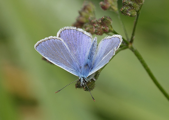 Common Blue Polyommatus icarus