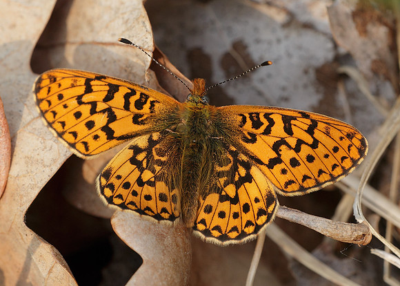Pearl-Bordered Fritillary Boloria euphrosyne