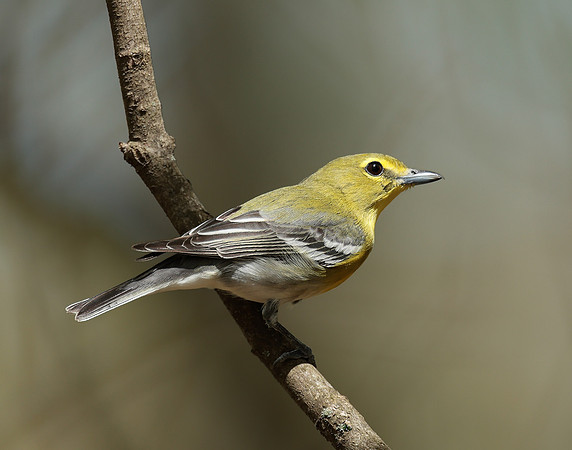 Yellow-throated Vireo Vireo flavifrons