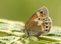 Large Heath Coenonympha tullia davus