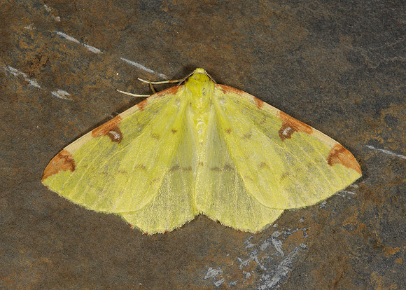 70.226 BF1906 Brimstone Opisthograptis luteolata