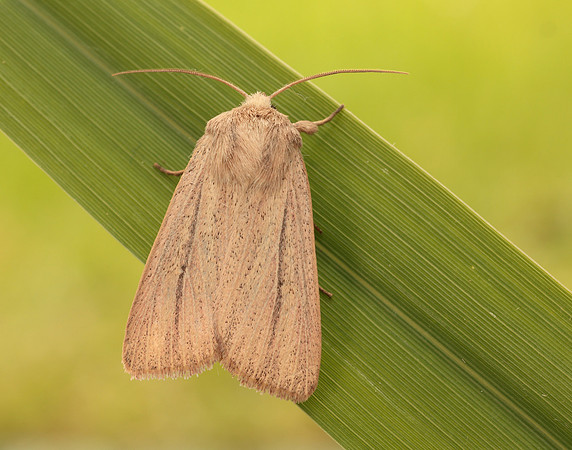 73.289 BF2196 Striped Wainscot Mythimna pudorina