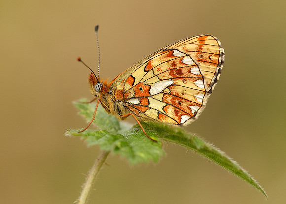 Pearl-Bordered Fritillary Boloria euphrosyne