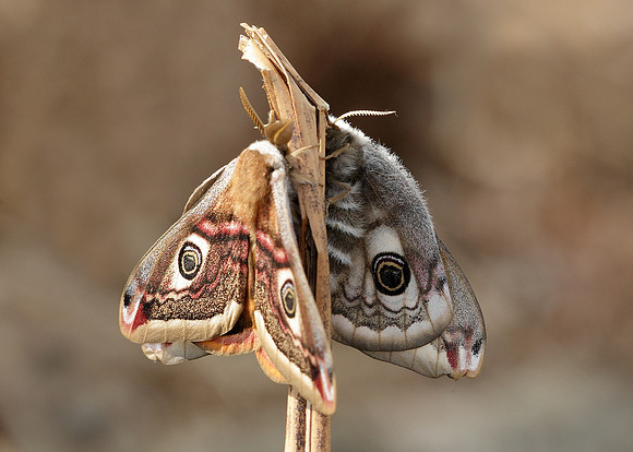 68.001BF 1643 Emperor Moth Saturnia pavonia