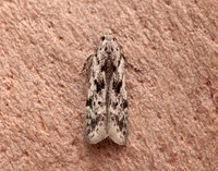 35.151 BF770 Carpatolechia proximella