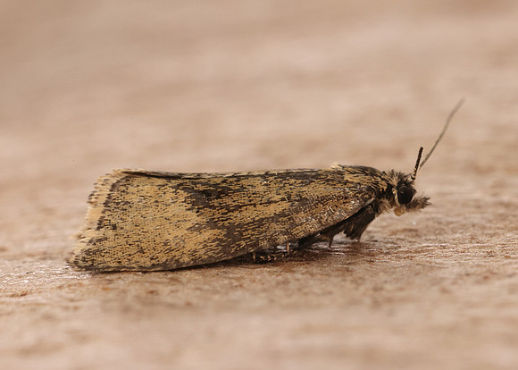49.171 BF1072 Phiaris metallicana