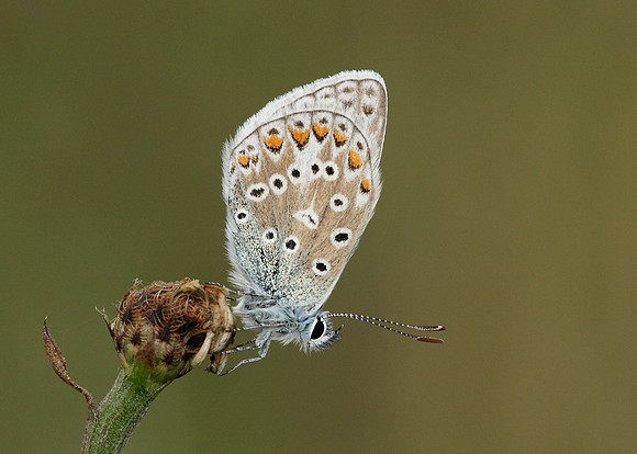 Common Blue Polyommatus icarus