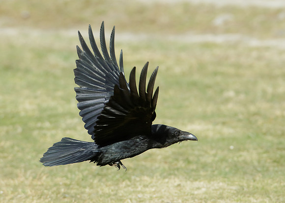Raven Corvus corax