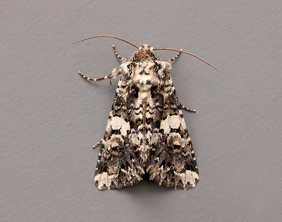 73.283 BF2171 Marbled Coronet Hadena confusa