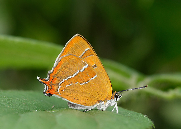Brown Hairstreak Thecla betulae