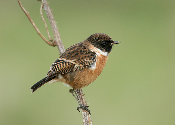 Stonechat Saxicola torquatus