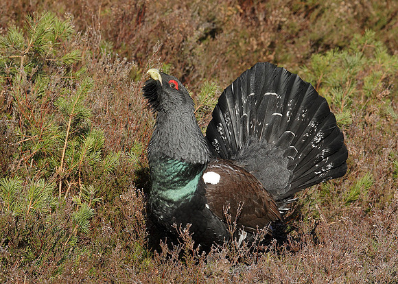 Capercaillie Tetrao urogallus