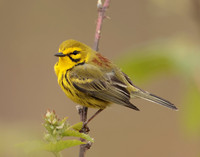 Prairie Warbler Setophaga discolor