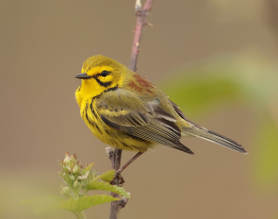 Prairie Warbler Setophaga discolor