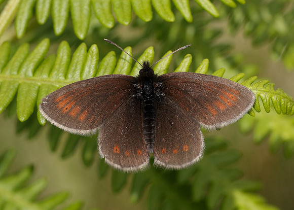 Mountain Ringlet Erebia epiphron