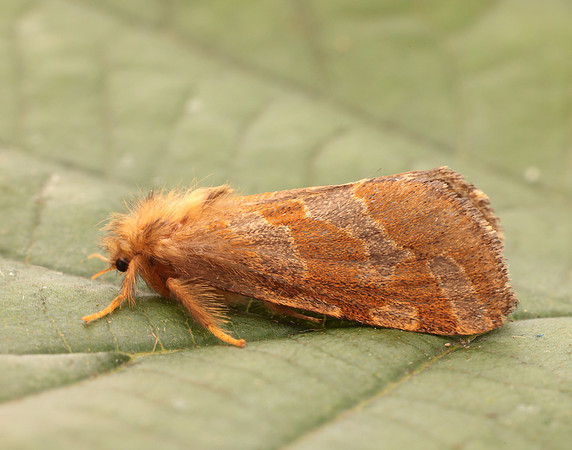 3.004 BF16 Gold Swift Phymatopus hecta