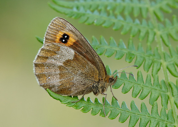 Scotch Argus Erebia aethiops