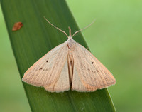 72.052 BF2493 Dotted Fan-foot Macrochilo cribrumalis