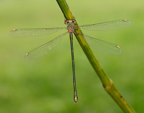 Willow Emerald Chalcolestes viridis