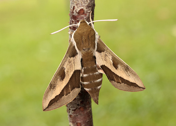 69.013 BF1986 Spurge Hawk-moth Hyles euphorbiae