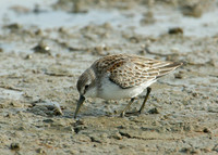 Western Sandpiper Calidris maura