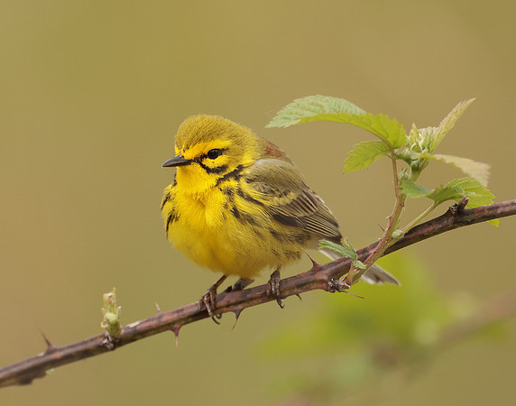 Prairie Warbler Setophaga discolor