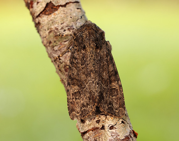 73.154 BF2330 Dusky Brocade Apamea remissa