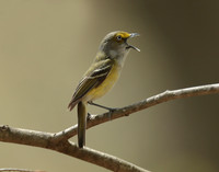 White-eyed Vireo Vireo griseus