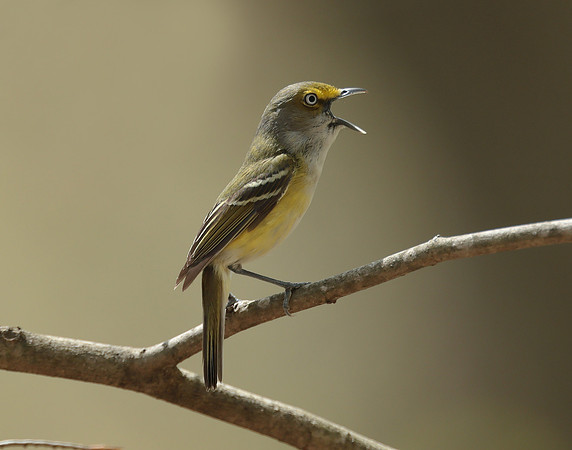 White-eyed Vireo Vireo griseus