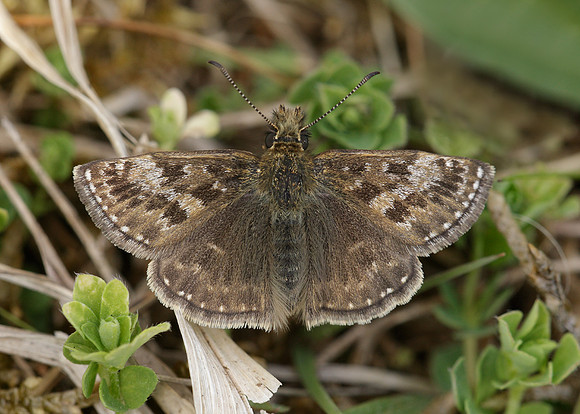 Dingy Skipper Erynnis tages